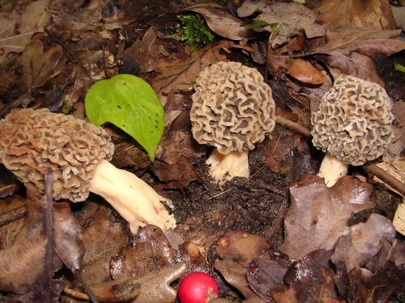 Mycoflora  toscana - Che grande soddisfazione....